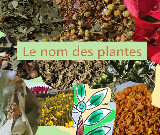 Le nom des plantes