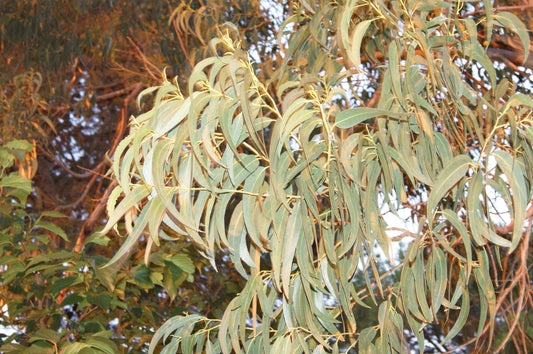 La Mission de L'eucalyptus