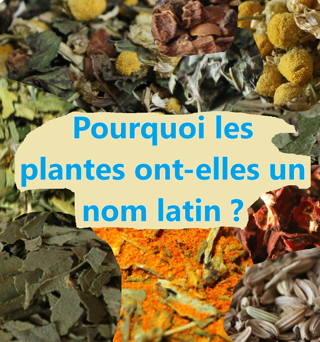 Pourquoi les plantes ont-elles un nom latin ?